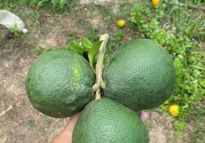 20220924 农业参访活动@第一场：香蕉&菠萝蜜