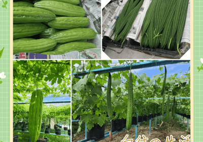 20230219 参观瓜类农场